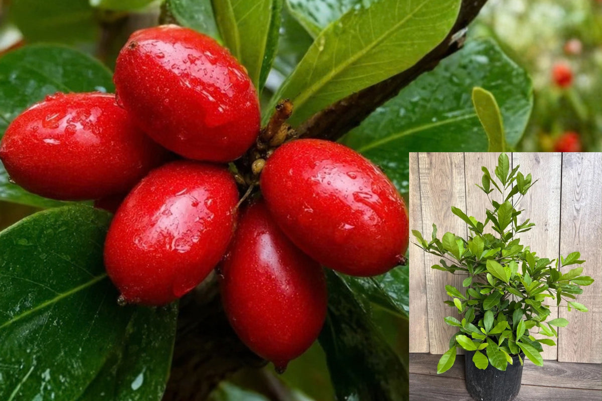 Miracle Fruit Live Plant – 3 Gallon Pot – Synsepalum dulcificum