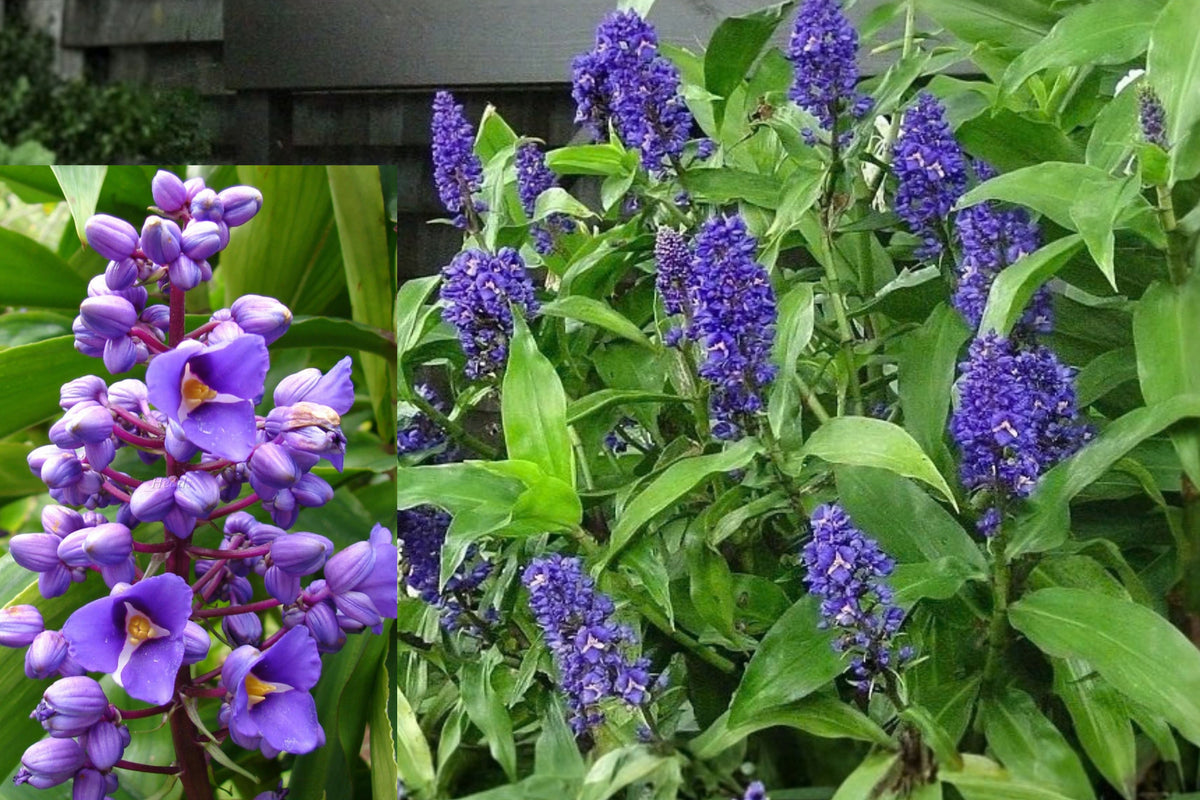 Sapphire Blue Ginger Live Starter Plant – Dichorisandra thyrsiflora