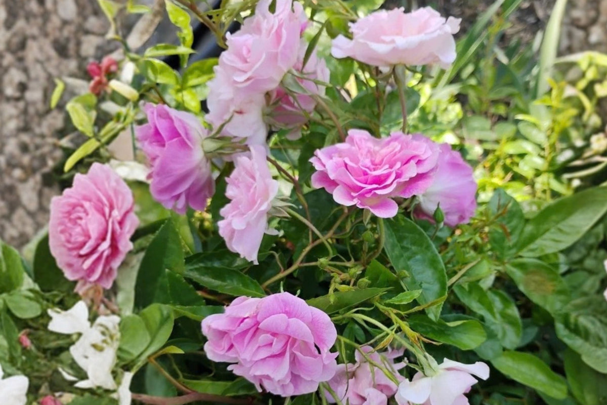 Weeping China Doll Rose Live Plant – 1 Plant, 6-Inch Pot – Rosa ‘Weeping China Doll’