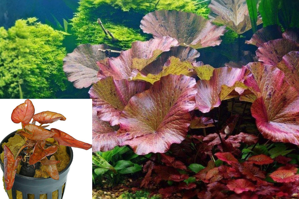 Tiger Lotus Aquarium Plant, Nymphaea zenkeri Live Water Lily, Red Orange Aquatic Plant, Buy 2 Get 1 Free Bundle
