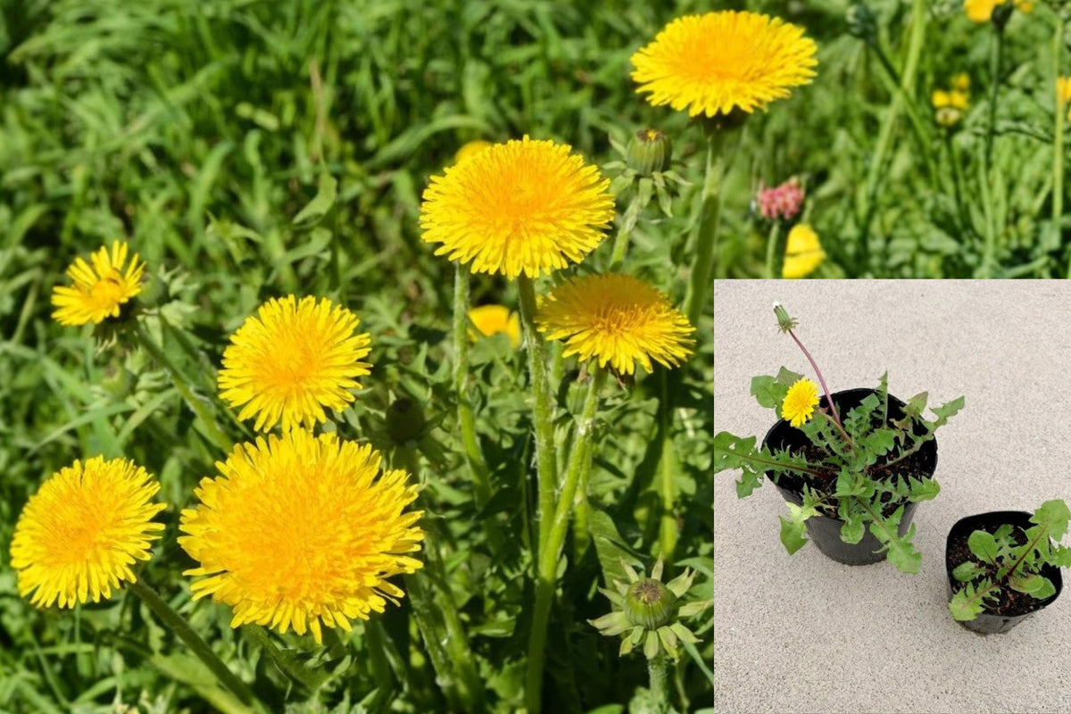 2 Live Dandelion Plants, Yellow Flower Garden Starters, Green Toothed Leaf Outdoor Plants, 4 Inch Pot