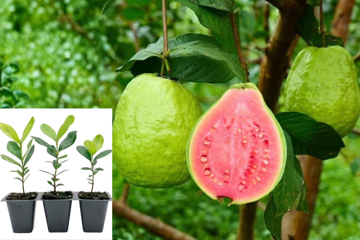 4 Pink Guava Live Plants, 5–10 Inch Fruit Tree Seedlings, Tropical Guava Plants for Home Gardens