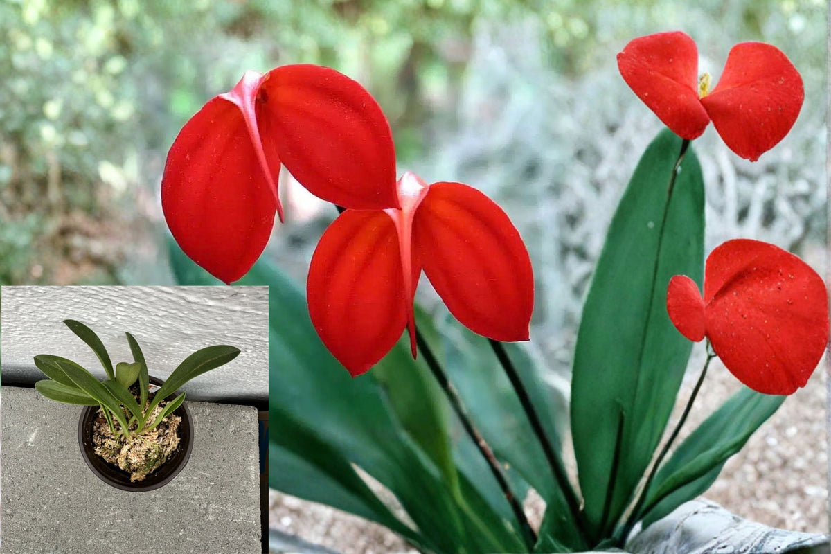 Masdevallia Orchid Live Plant – 8.5 Inch – Bare Root
