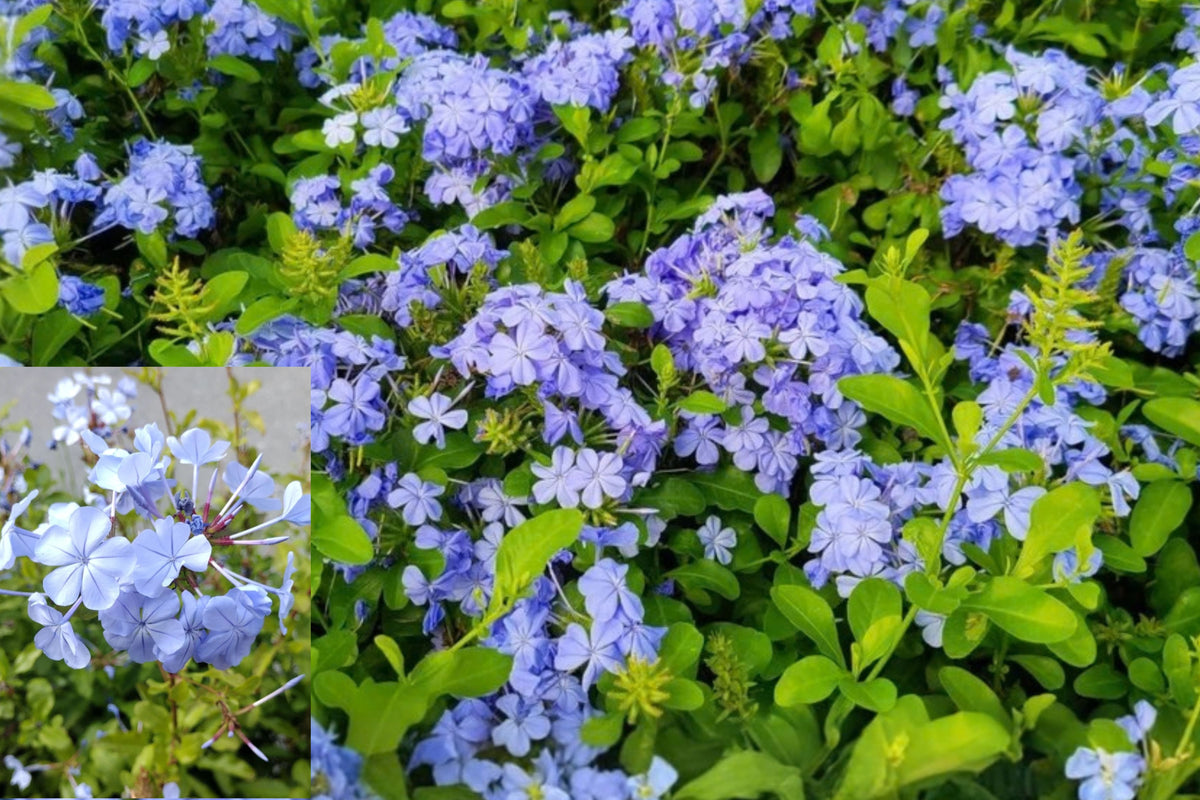 Imperial Blue Plumbago Live Plants – 2 Plants, 3–6" Tall – Plumbago auriculata