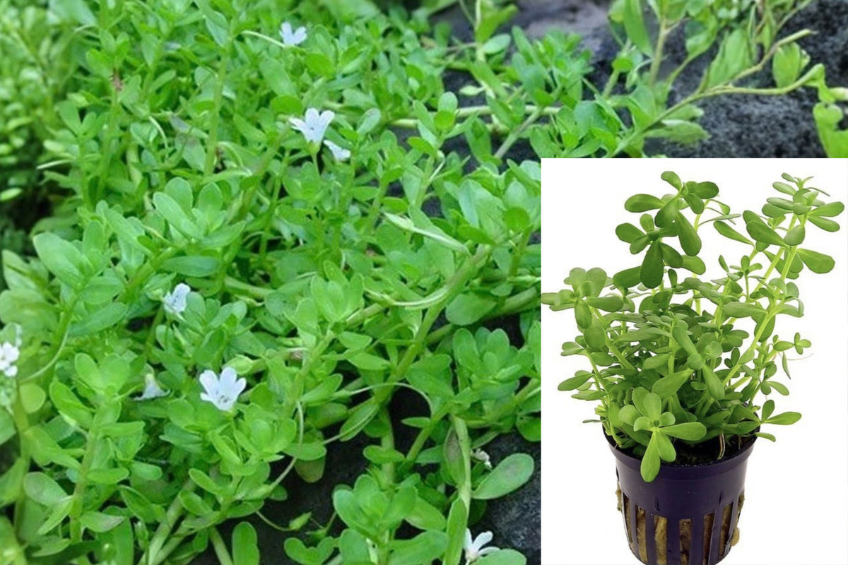 Bacopa monnieri Water Hyssop 15 Live Bare Root Plants – 12 Inch