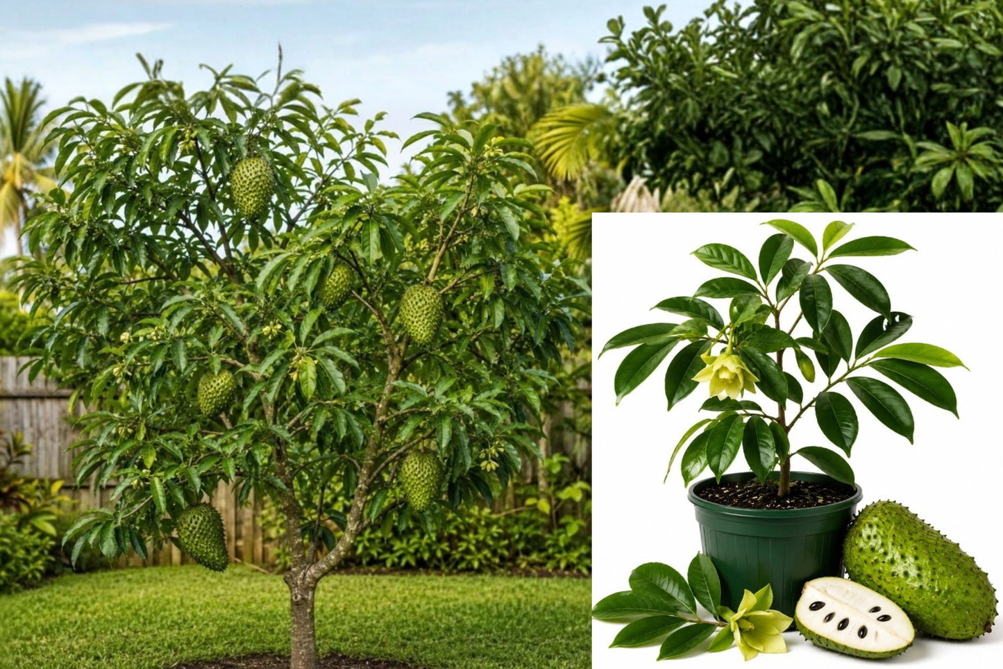 Soursop Live Plant 1 Plant – 4–6" Tall – 4" Pot – Annona muricata