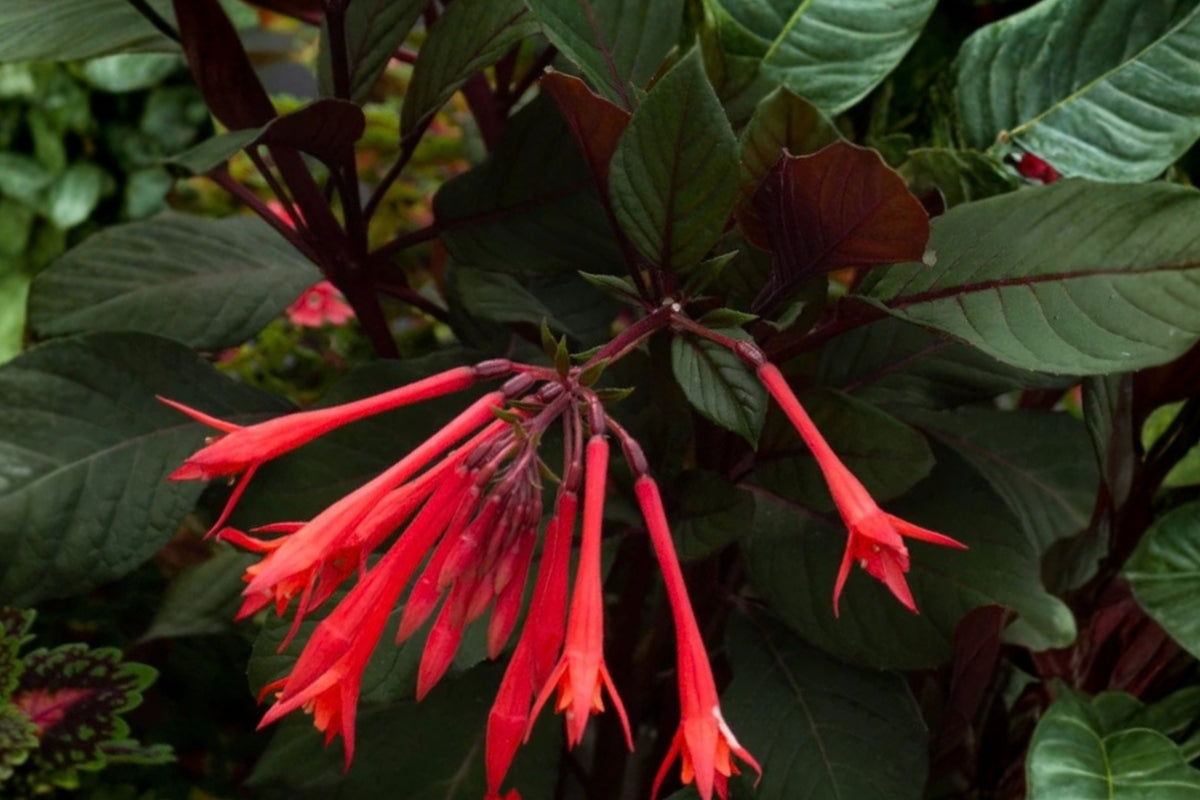 Gartenmeister Fuchsia Live Plants – 2 Plants, 5" Pots – Fuchsia Species