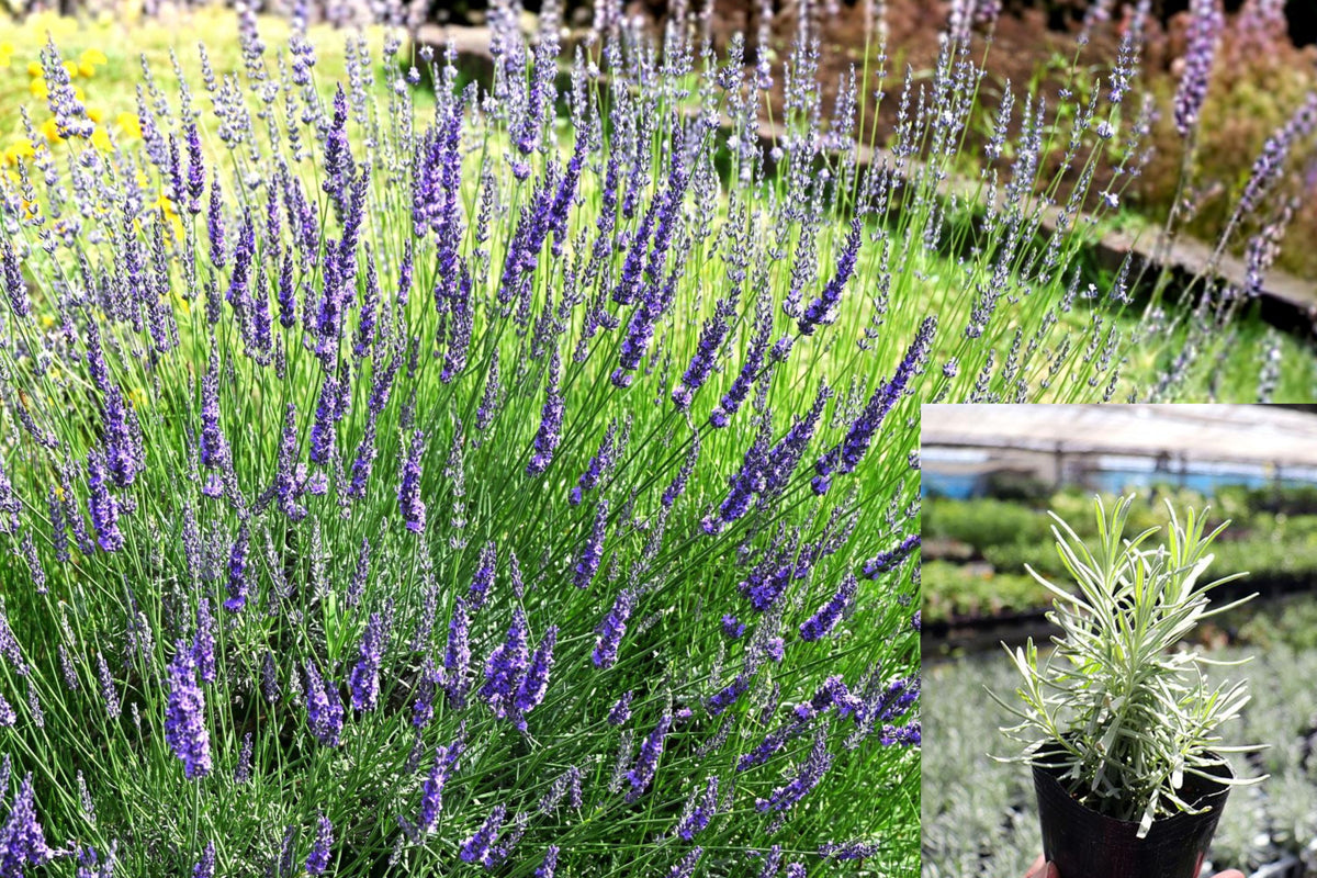 10 Live Grosso Lavender Plants, Lavandula x intermedia French Hybrid, Fragrant Perennial Garden Starters, Farm Grown in Sequim WA