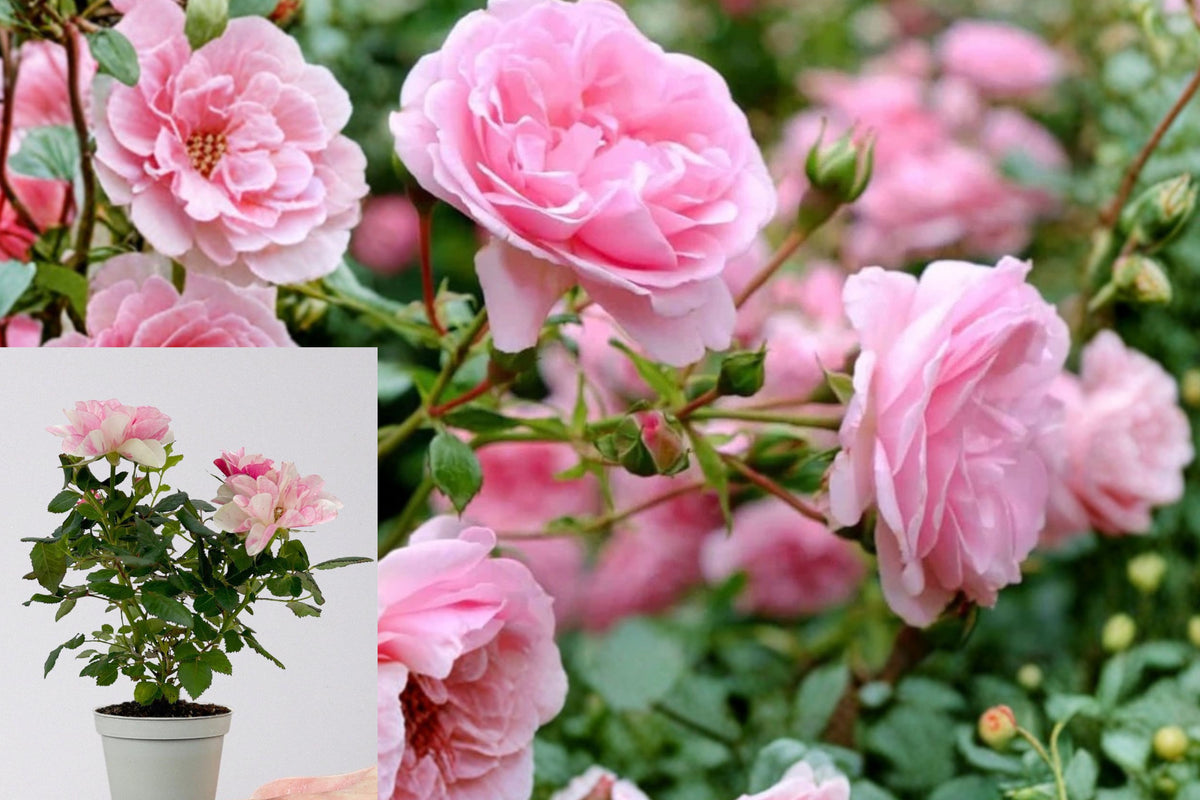 Pink Mini Rose Live Plant, 4–8 Inch Starter Rose, Compact Pink Flowering Rose for Patio Pots and Small Gardens
