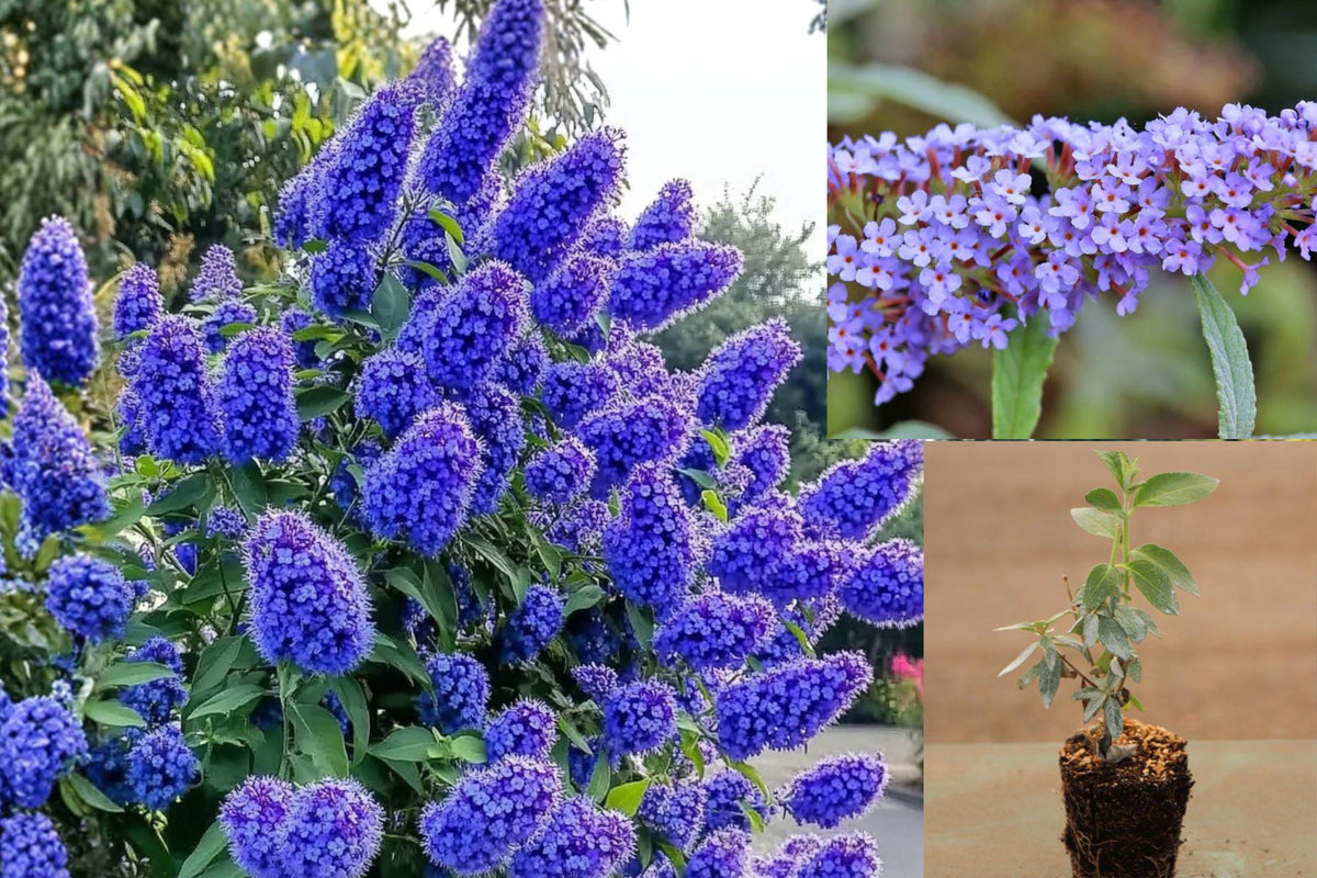 Light Blue Butterfly Bush Live Plant, Buddleia Flowering Shrub, 4–9 Inch Rooted Outdoor Perennial, No Pot