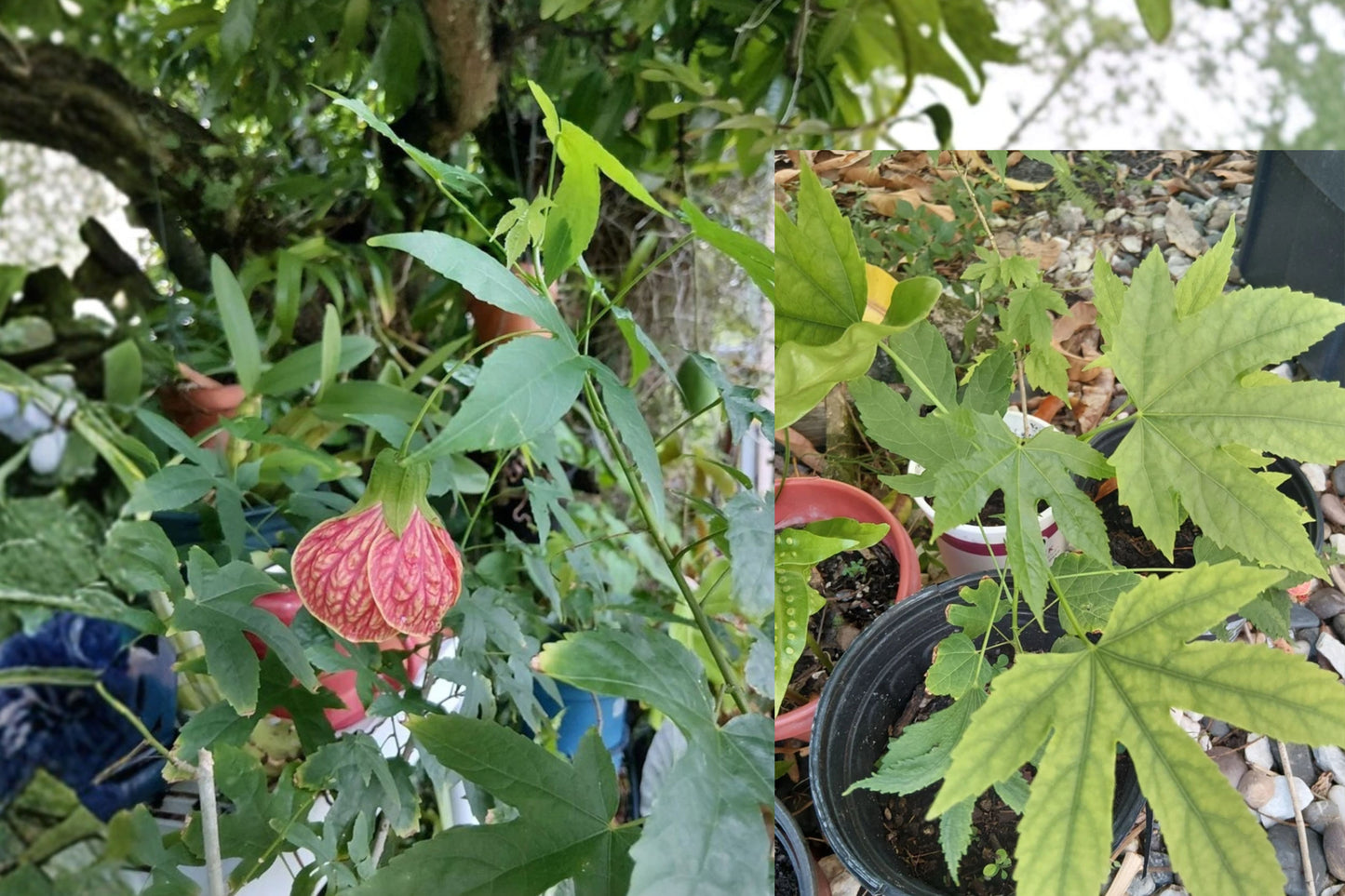 Abutilon Orange Tiger Live Plant – 4–6 Inches Tall – Flowering Maple