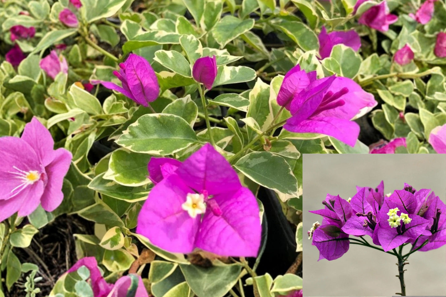 Bougainvillea ‘Blueberry Ice’ 2 Live Starter Plugs – Purple Variegated Ornamental Plant