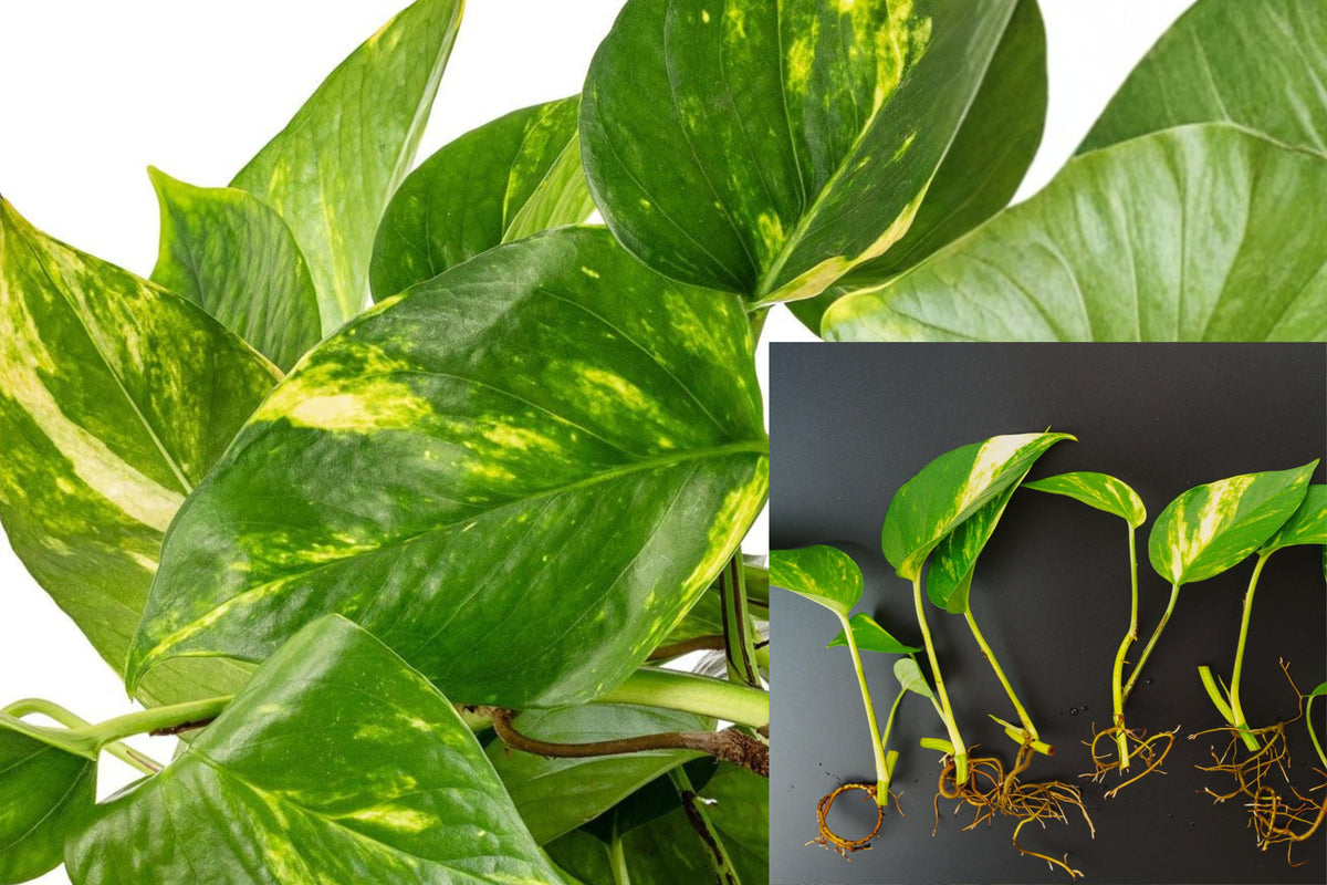 9 Live Pothos Plants Bare Root, Scrambled Eggs Pothos Houseplant Set, Green Trailing Indoor Vine Starters