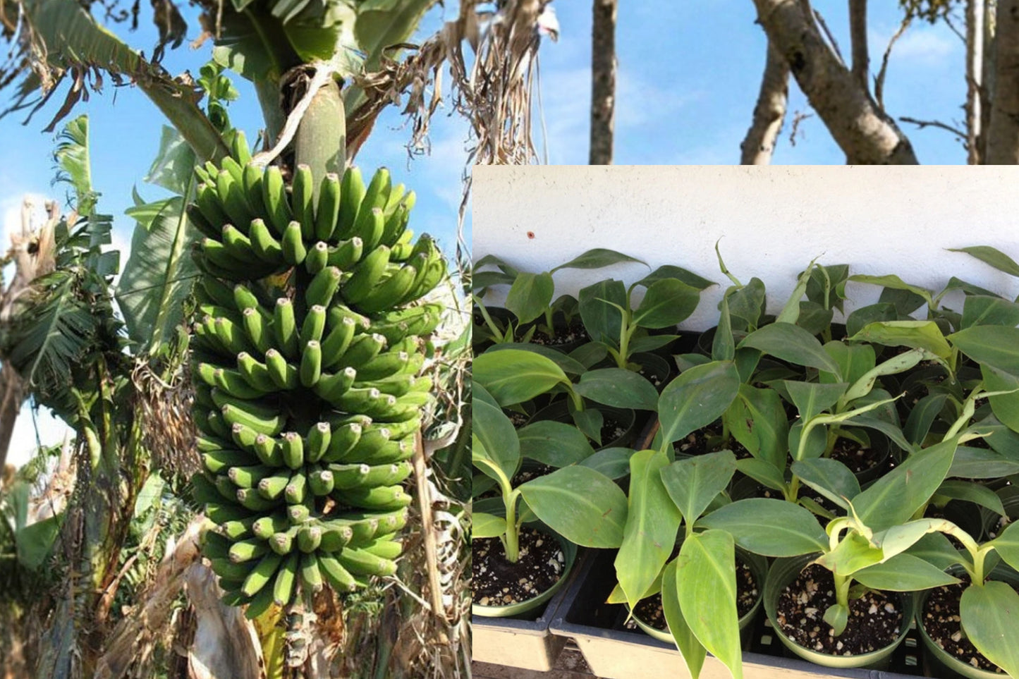 Dwarf Cavendish Banana Live Plant – Musa ‘Double Mahoi’ – Tropical Banana