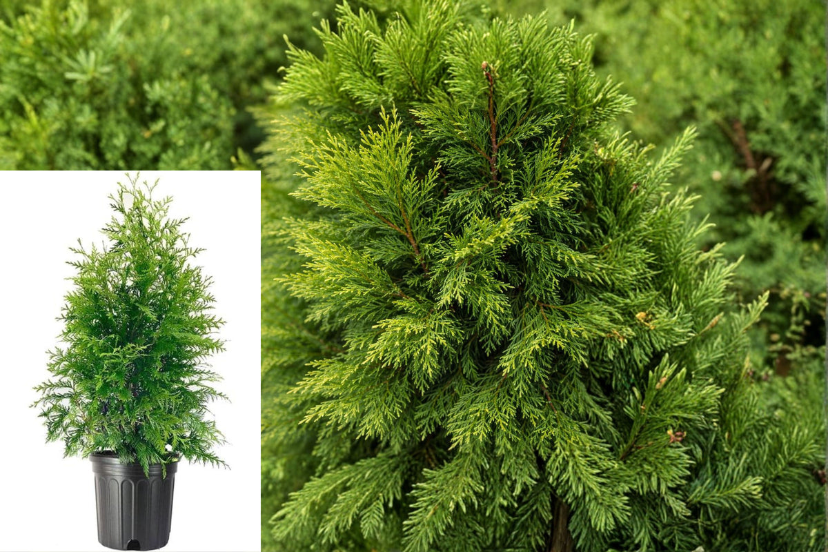 Thuja Green Giant 3 Gallon Tree, Live Evergreen Arborvitae, Privacy Screen Plant for Landscaping and Hedges