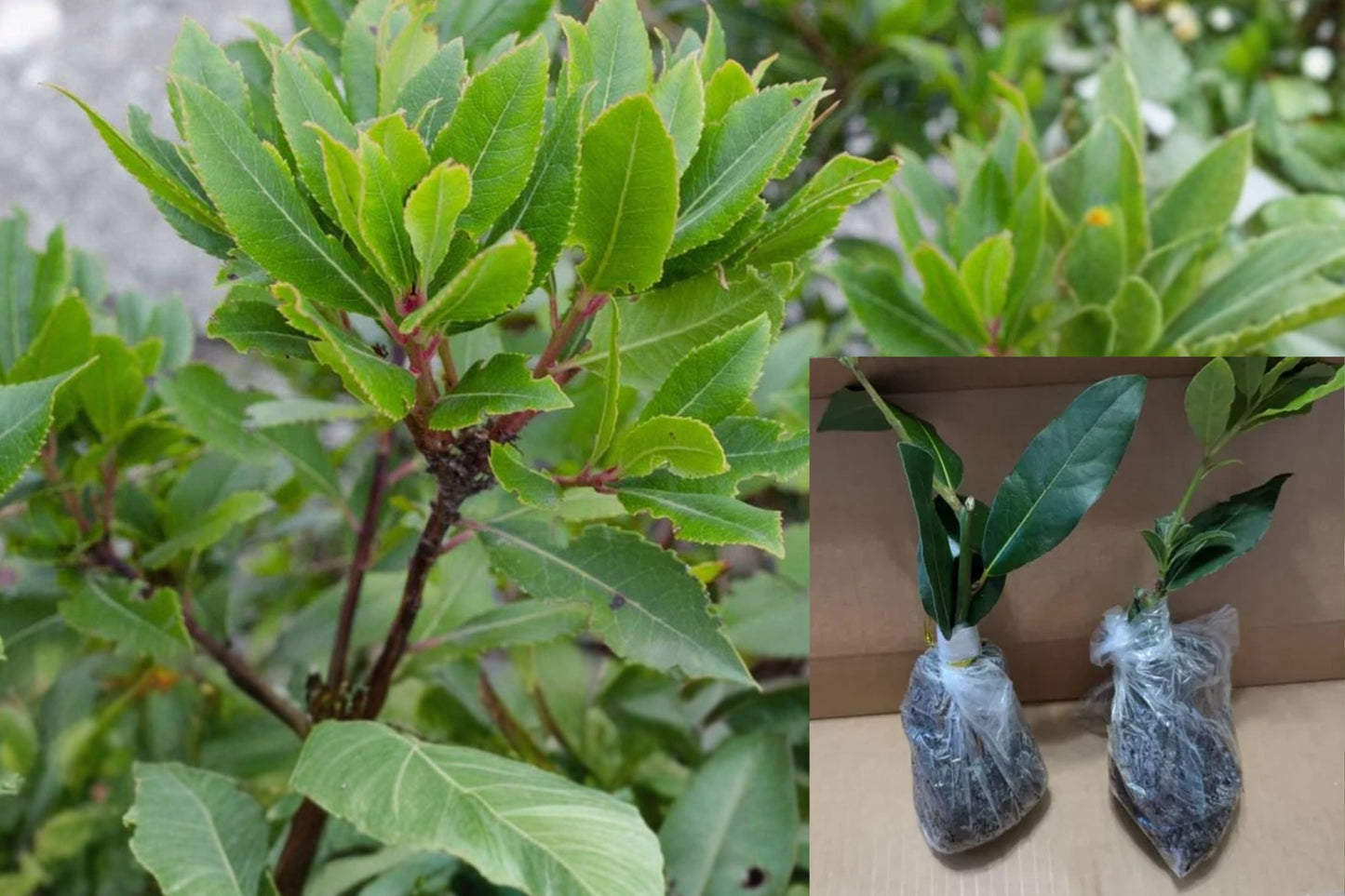 Bay Laurel 1 Live Plant – 4 Inches Tall, No Pot – Laurus nobilis