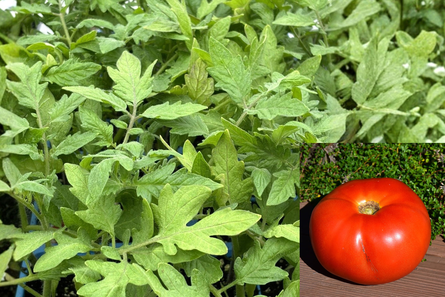 Park's Whopper Tomato 2 Live Plants – 6–10 Inch – Solanum lycopersicum