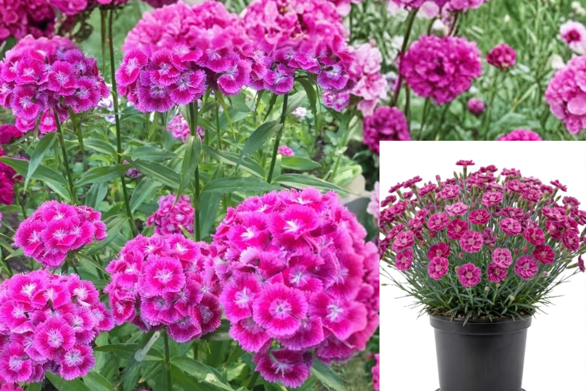 Pink Purple Dianthus Live Plant – 4–8 Inches Tall – Dianthus sp.