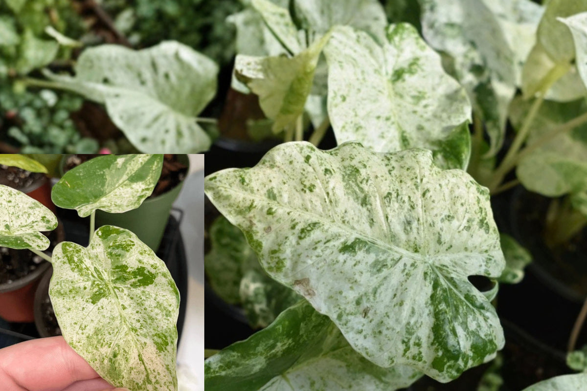 Variegated Alocasia Blizzard Live Plant – 4–8 Inch Starter – No Pot – Alocasia