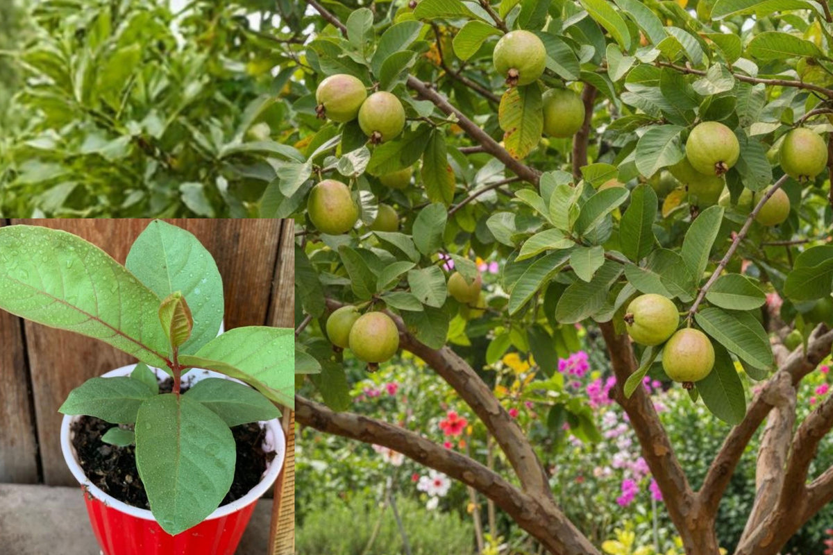 Guava Live Fruit Tree, 15 Inch Seedling Starter, Tropical Fruit Plant for Outdoor Gardens and Sunny Patios