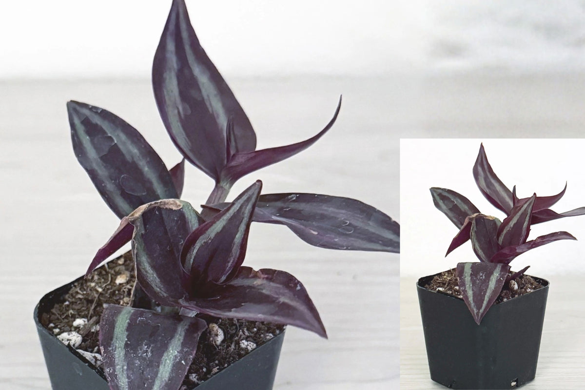 Wandering Dude Live Plant – 1 Tradescantia zebrina in 2" Pot