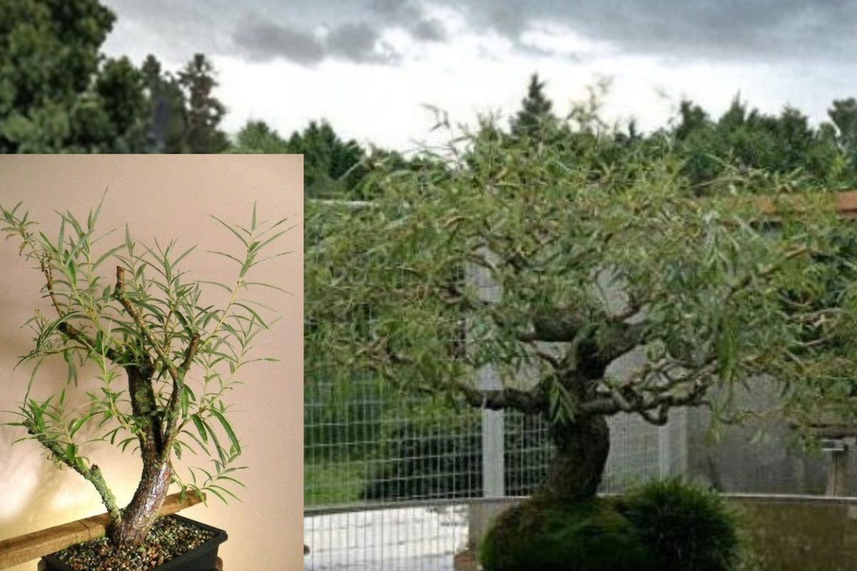 Dragon Willow Bonsai Cutting, Thick Trunk Live Willow Starter, Curly Branch Bonsai Tree for Planting and Training