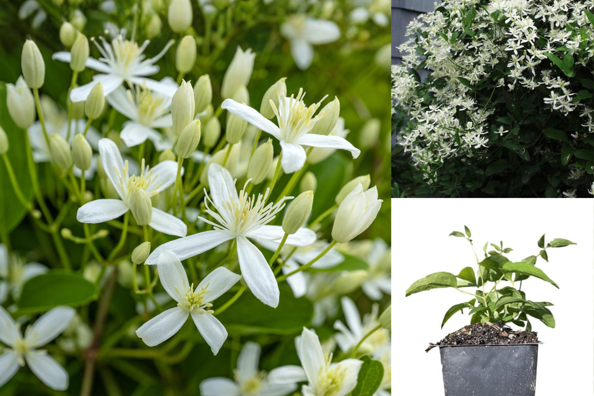 Sweet Autumn Clematis Live Plant, White Flowering Vine, 4 Inch Grower Pot, Climbing Perennial for Outdoor Gardens
