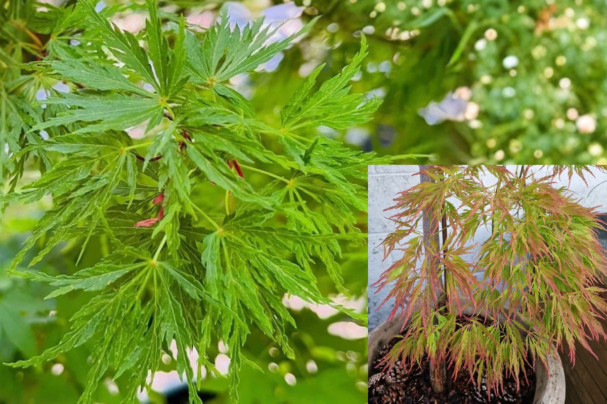 Seiryu Japanese Maple Live Plant – 4 Inch Pot – Acer palmatum