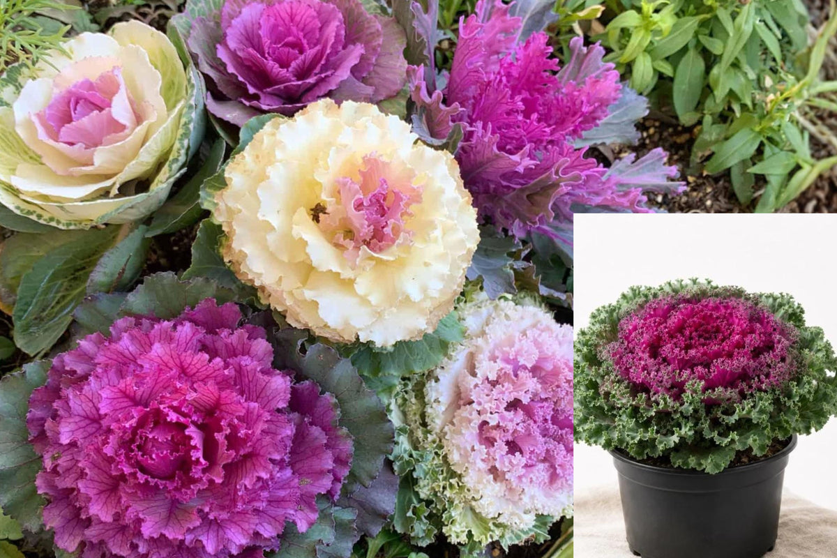 Ornamental Cabbage Live Plant, Flowering Kale, 4 Inch Potted Brassica, Red Purple Green Foliage, Fall and Winter Garden Decor