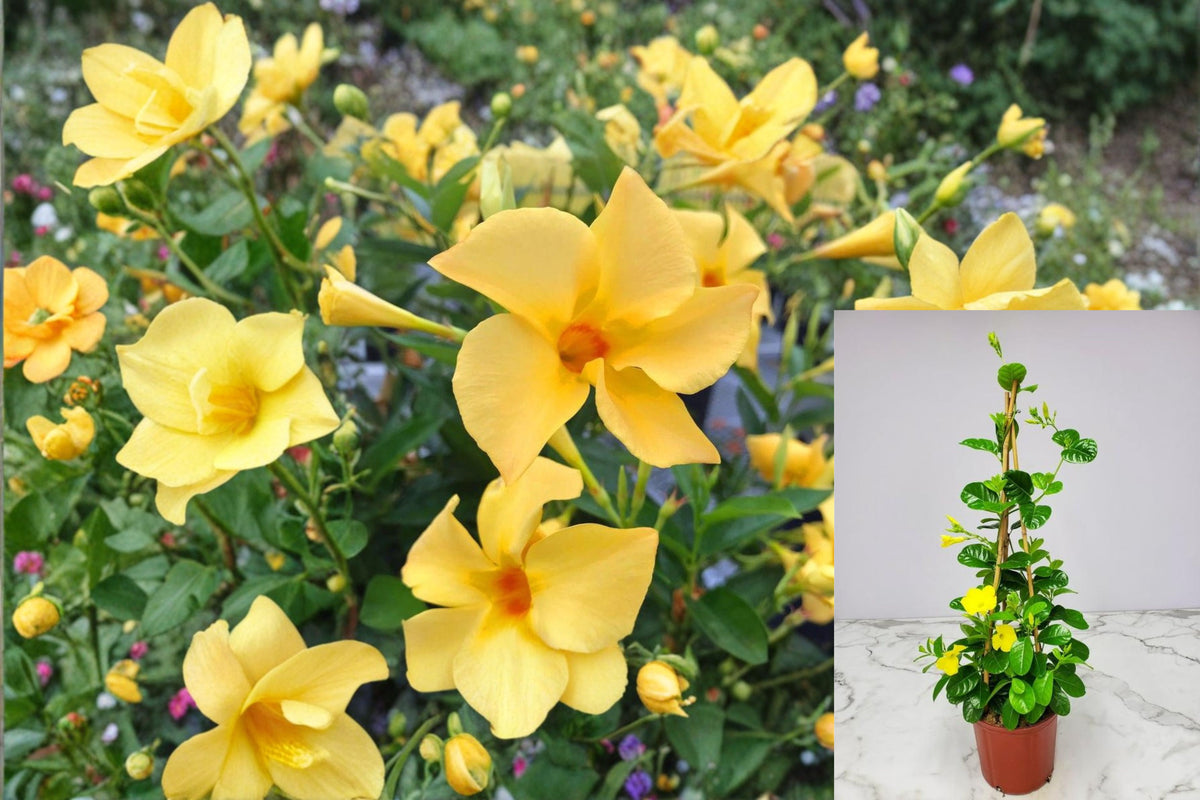 Yellow Mandevilla Live Plant, Tropical Climbing Flowering Vine, 4β10 Inch Starter Plant, Bare Root Style, Patio Garden Vine