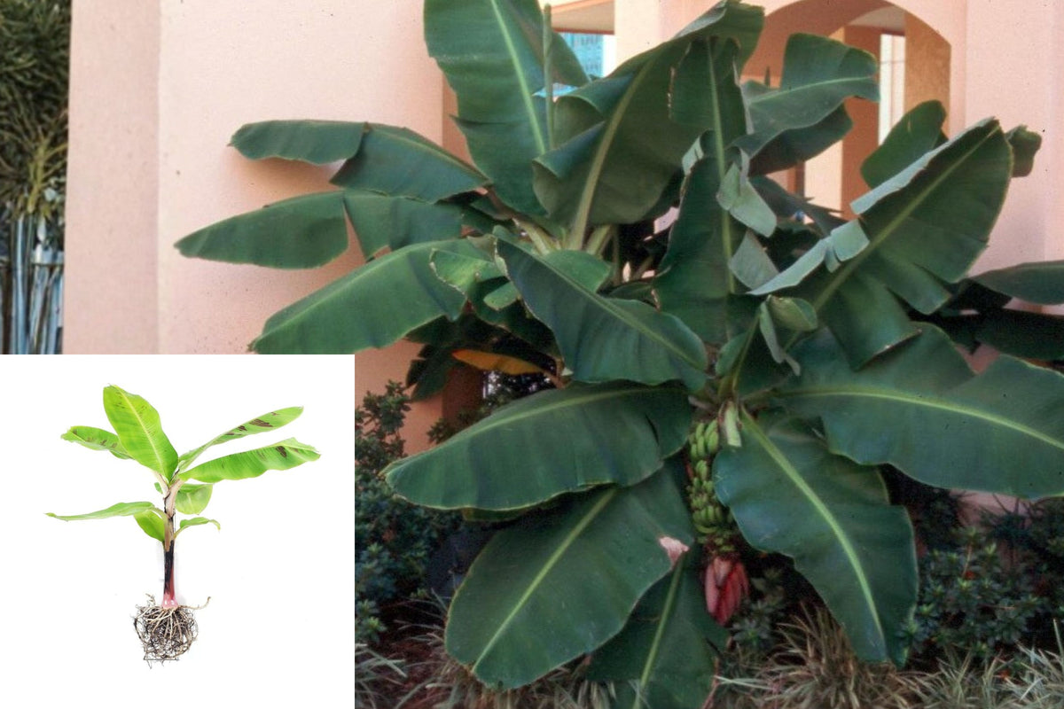 Truly Tiny Banana Plant Live Starter, 4–7 Inch Dwarf Banana Seedling, No Pot, Tropical Outdoor Plant