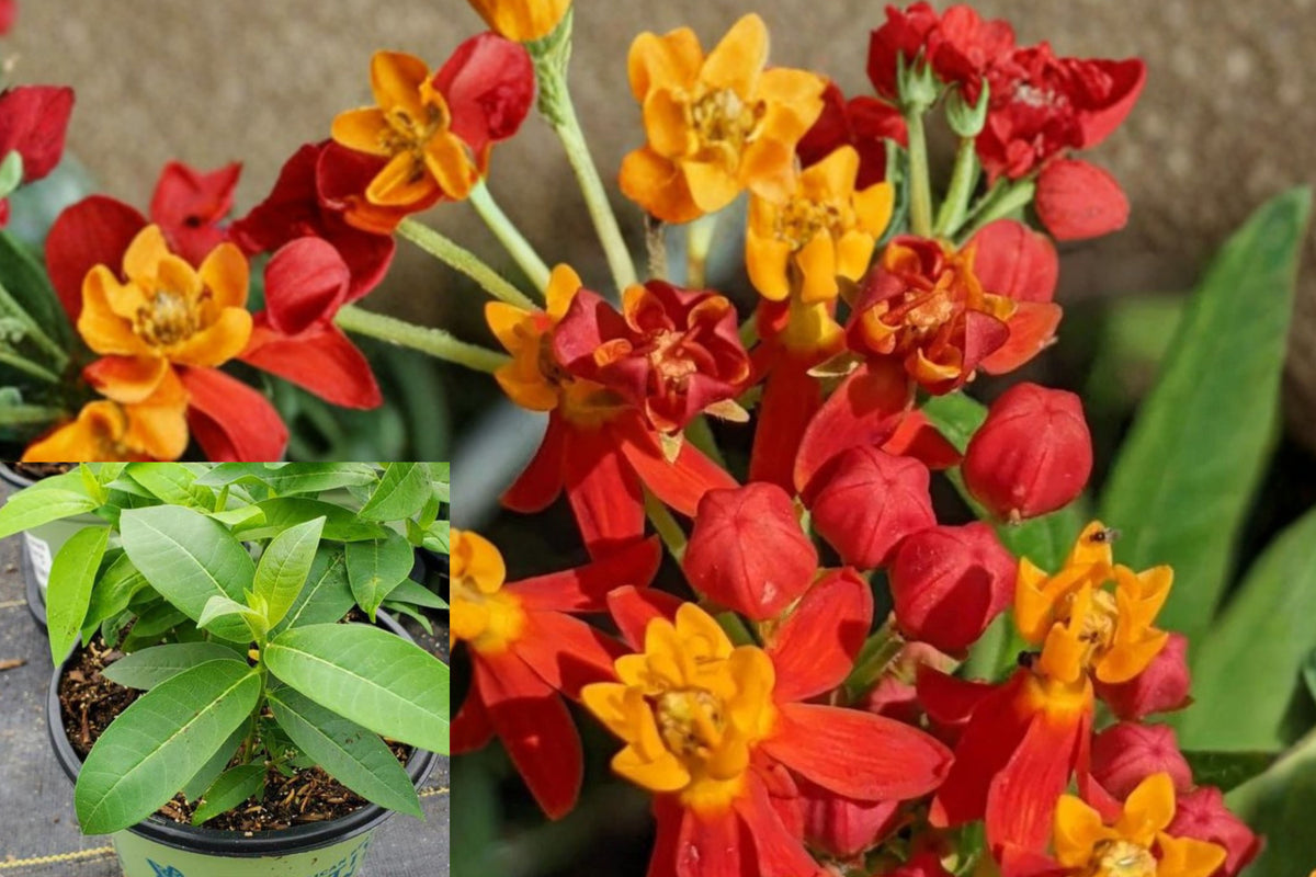 Red Milkweed Live Plants, Pack of 2 Perennial Flowers, Butterfly Garden Plant, Red Flowering Pollinator Garden Starter