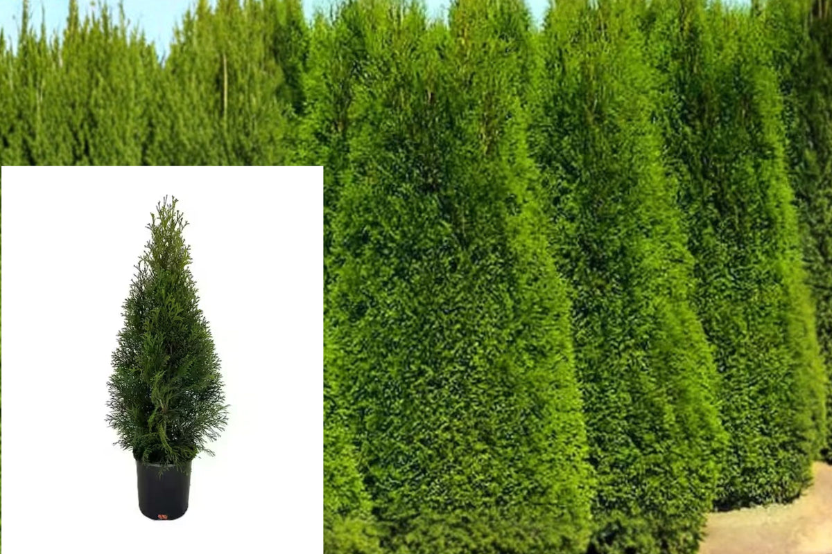 Emerald Green Arborvitae 2.5 Qt Live Shrub – Thuja occidentalis ‘Emerald Green’