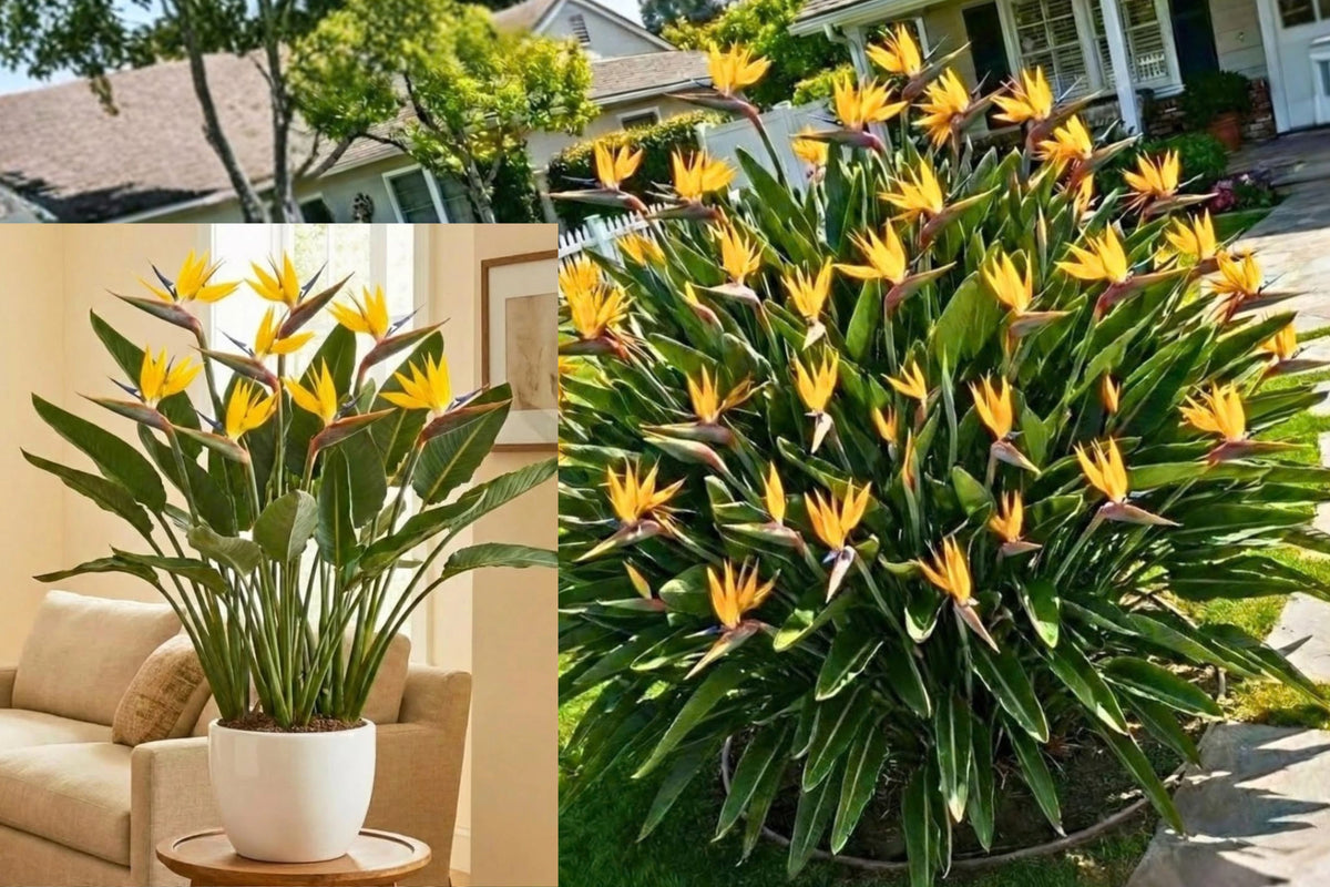 Yellow Bird of Paradise 2 Live Plants – 5–9 Inches – Tropical Houseplant