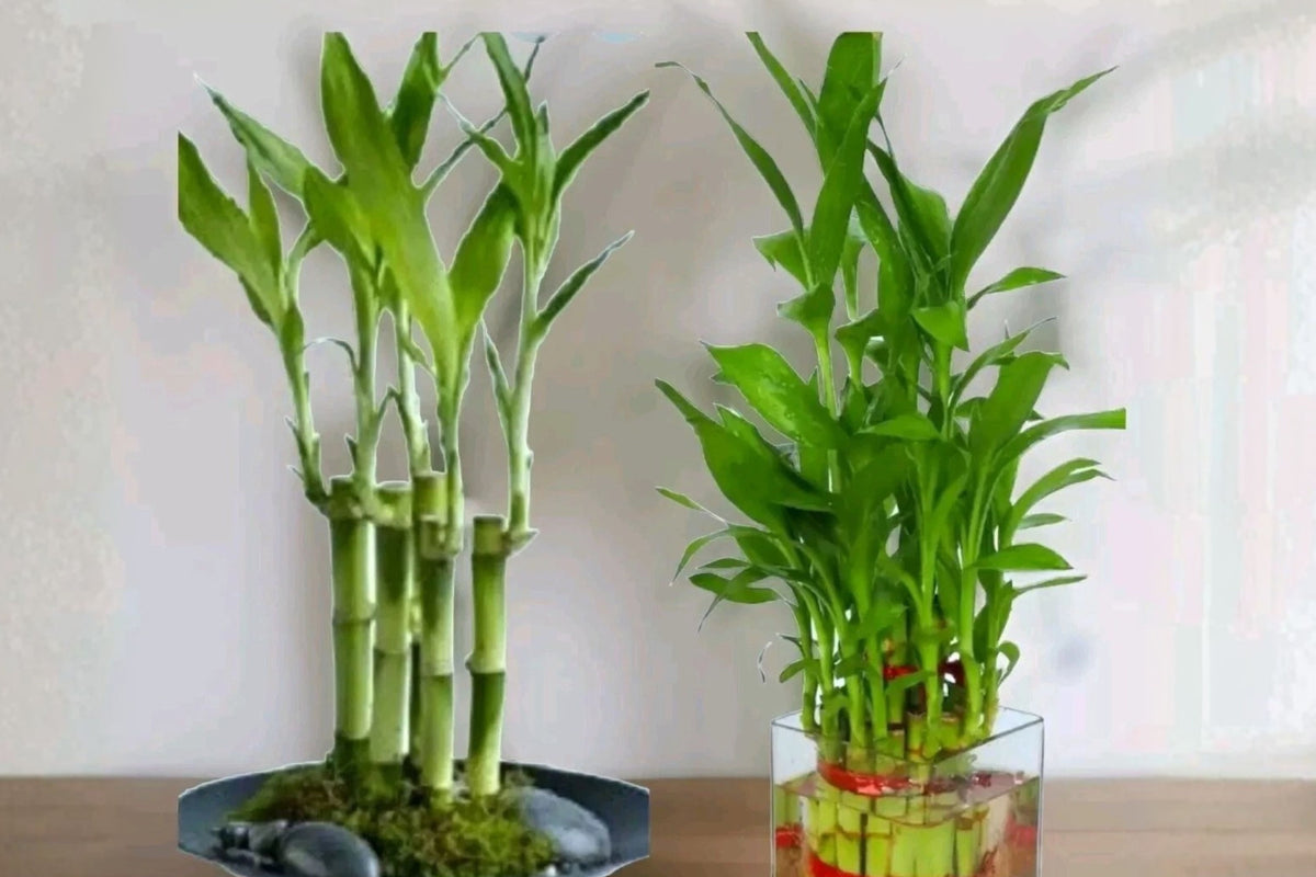 Lucky Bamboo 7 Live Stalks – 4-Inch Rooted Stalks – Dracaena sanderiana