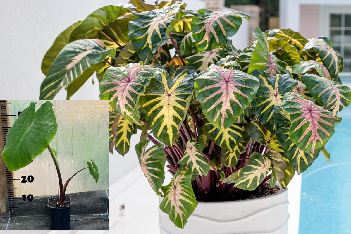 Colocasia Waikiki Live Plant, Pink Green Variegated Elephant Ear, Tropical Foliage Plant, 6–10 Inch Starter