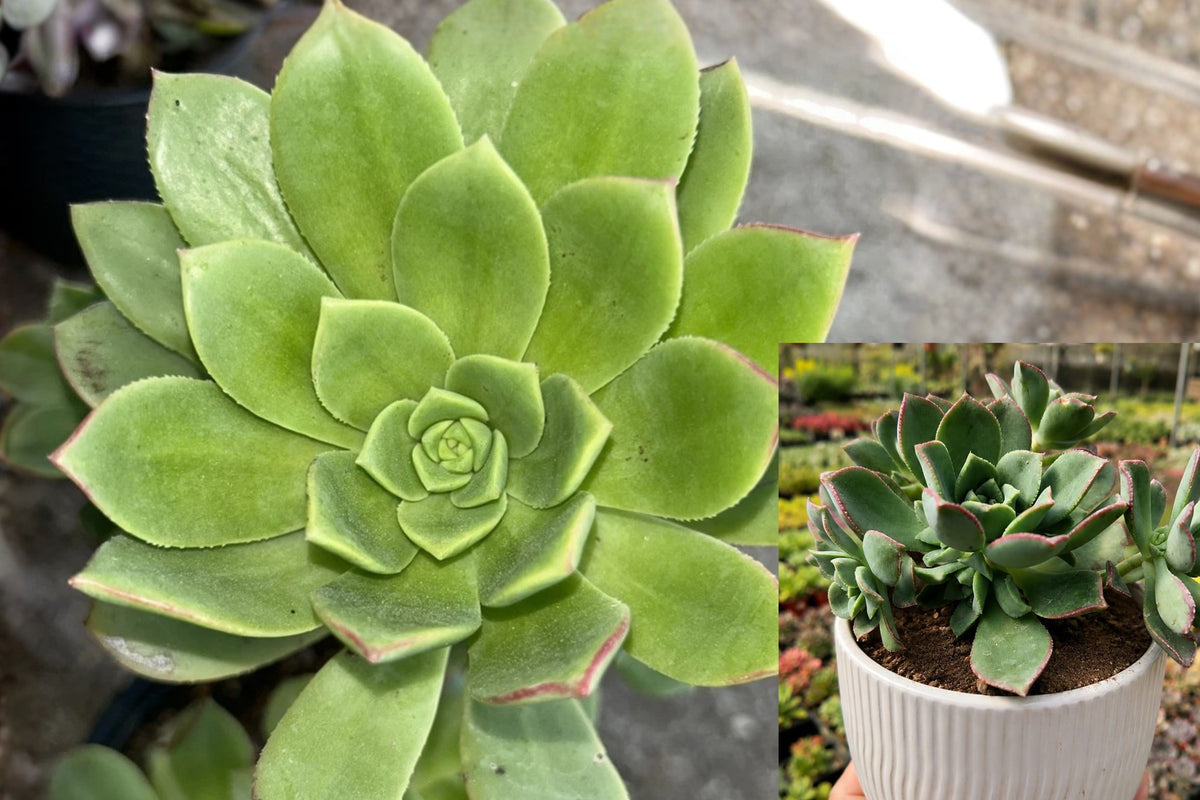 Aeonium Haworthii Live Succulent Plant, Branching Rosette Plant, Bonsai Style Garden Starter, Evergreen Outdoor Succulent