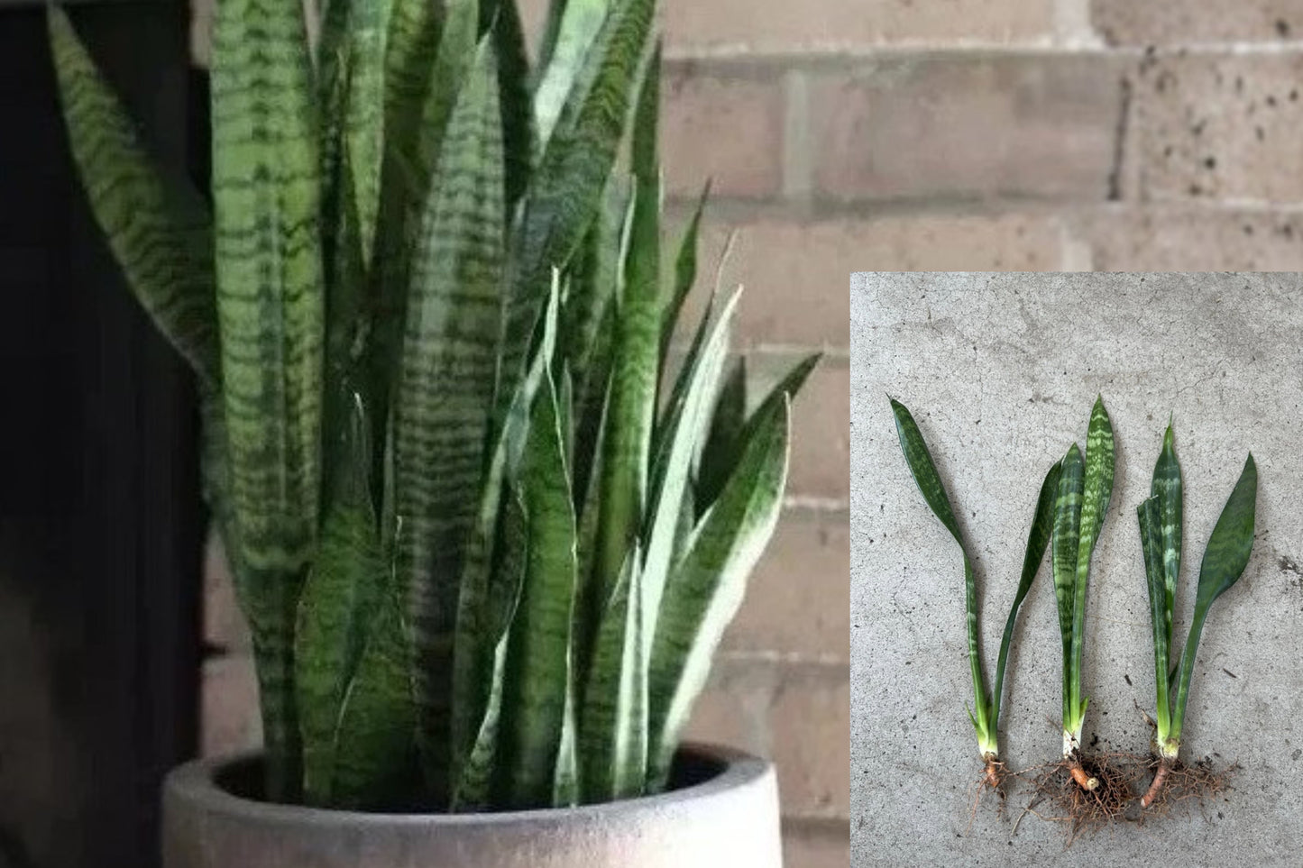 Snake Plant 3 Live Plants – 10 Inch Bare Root – Mother-in-Law’s Tongue – Dracaena trifasciata