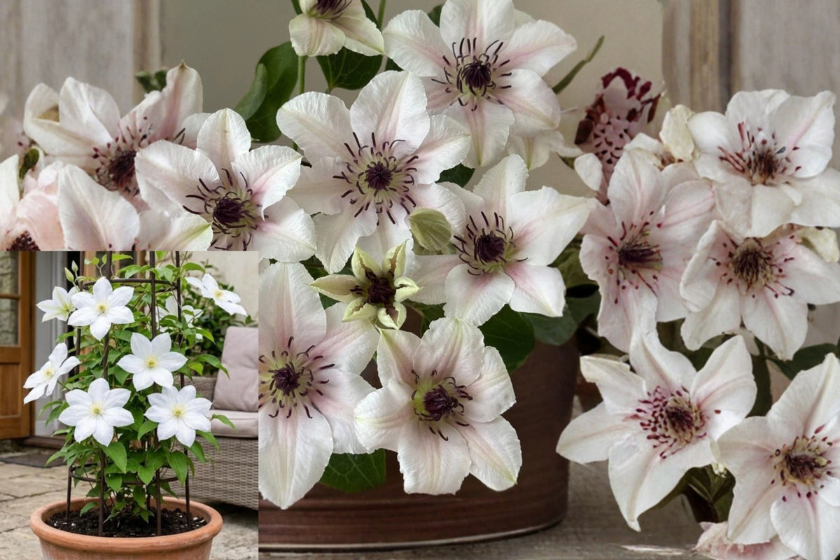 Clematis Countess of Wessex Live Plant, White Pink Blooms, Burgundy Centers, Compact Climbing Perennial Vine