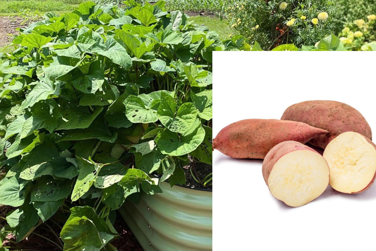 5 Japanese Sweet Potato Plants, Rooted White Sweet Potato Slips in Pots, Live Edible Garden Vines, Full Sun Vegetable Starters