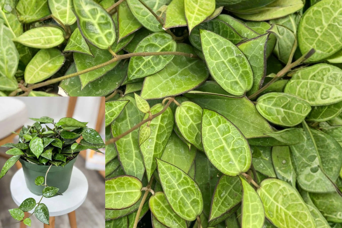 Hoya Black Margin Live Plant – 6-Inch Pot – Hoya Species