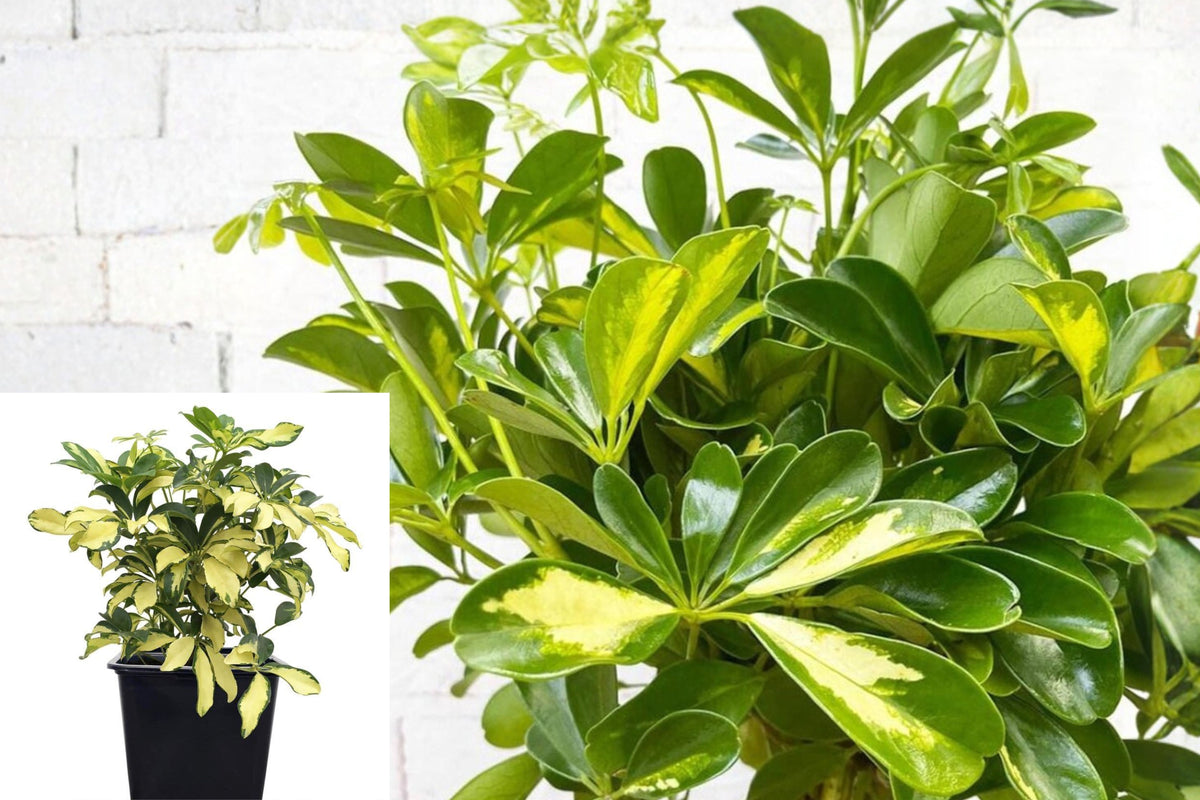 Trinette Arboricola Live Plant, Variegated Umbrella Tree, 12ā18 Inch Schefflera in 4 Inch Pot, Colorful Tropical Houseplant