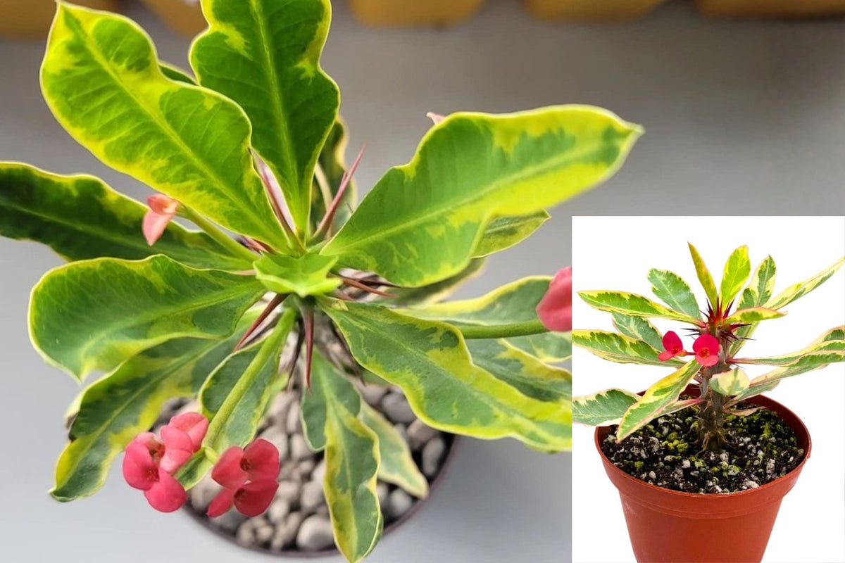 Variegated Crown of Thorns Live Plant, Euphorbia Milii Succulent, Rooted 4 Inch Potted Plant, Green Yellow Foliage, Thorny Ornamental