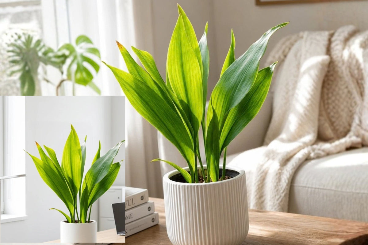 Dwarf Cast Iron Plant 1 Live Potted Plant – Aspidistra elatior