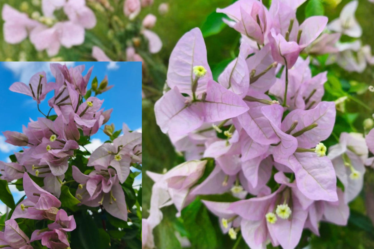 Singapore Pink Bougainvillea – 3 Live Plants – 4–6" Tall – No Pot