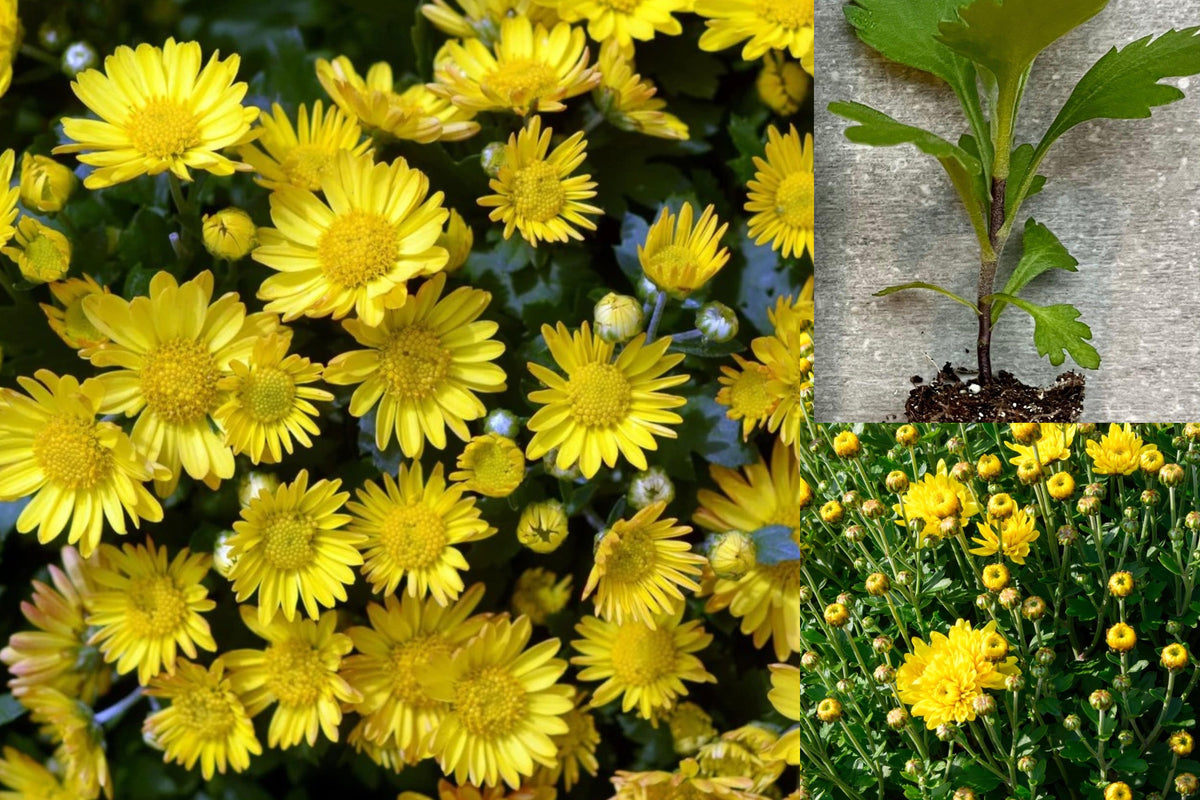 Yellow Mum Live Plant, 4–6 Inch Chrysanthemum Starter, Yellow Flowering Garden Plant, Outdoor Mum for Pots, Borders and Flower Beds