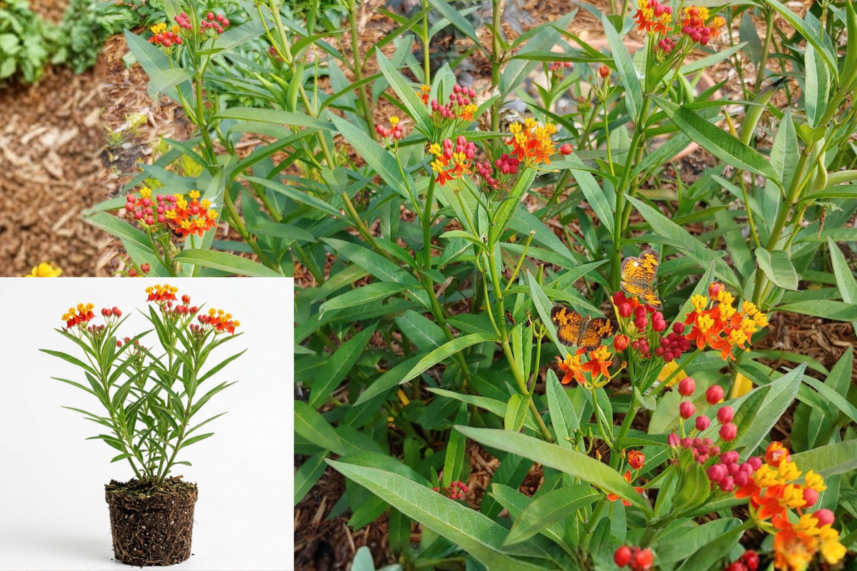 Red Milkweed Live Plants, Set of 2 Flowering Starters, 4–7 Inch Tall, Pollinator Garden Plant