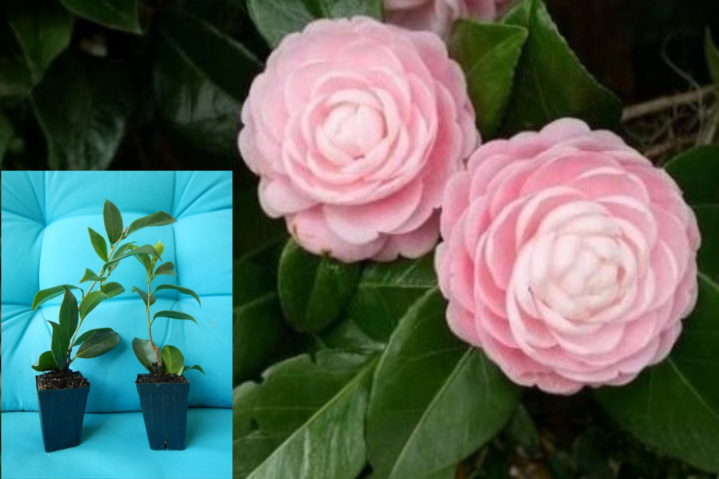 Otome Camellia Live Starter Plant – Camellia japonica ‘Lady Vansittart’