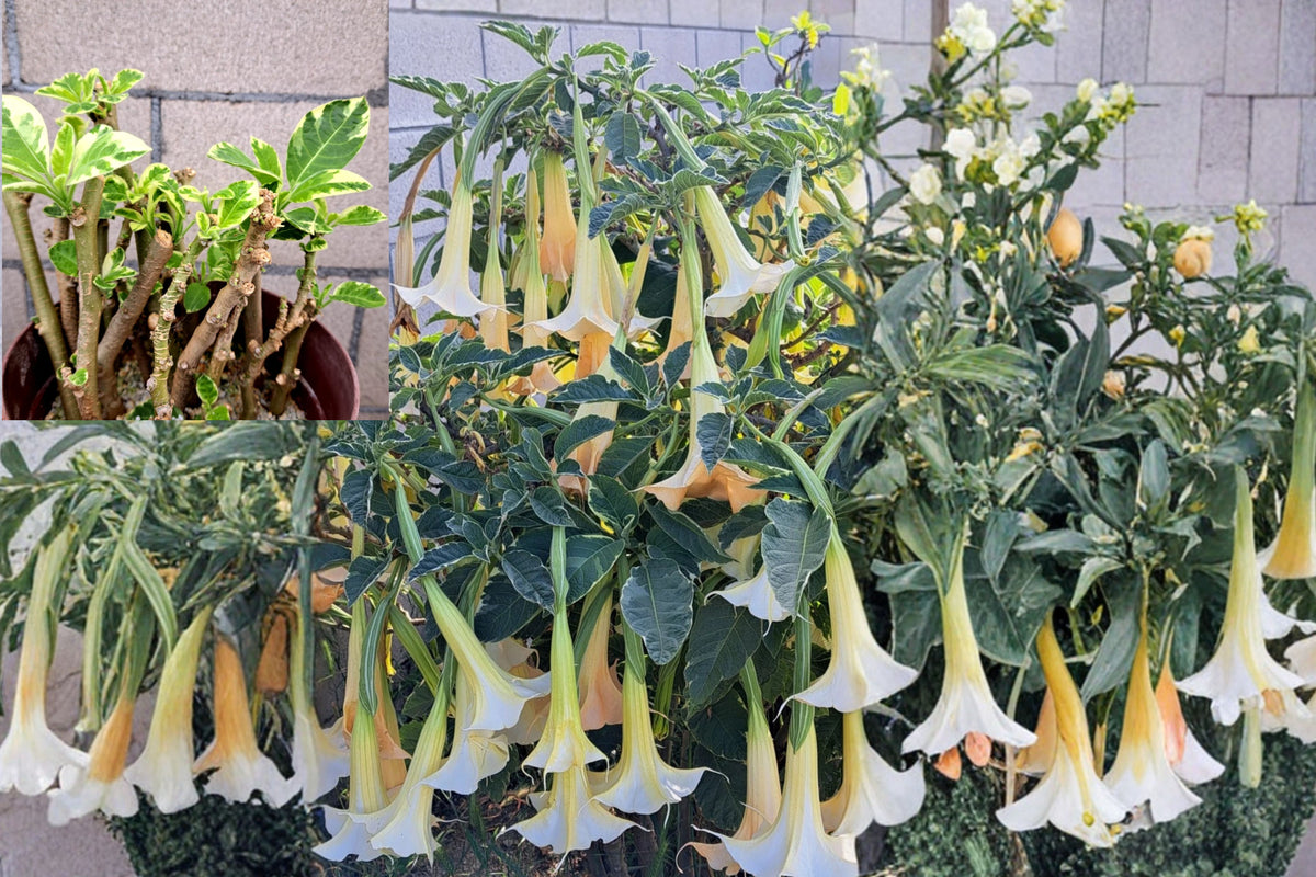 Brugmansia ‘Mayan Magic’ Variegated Live Plant – Angel’s Trumpet