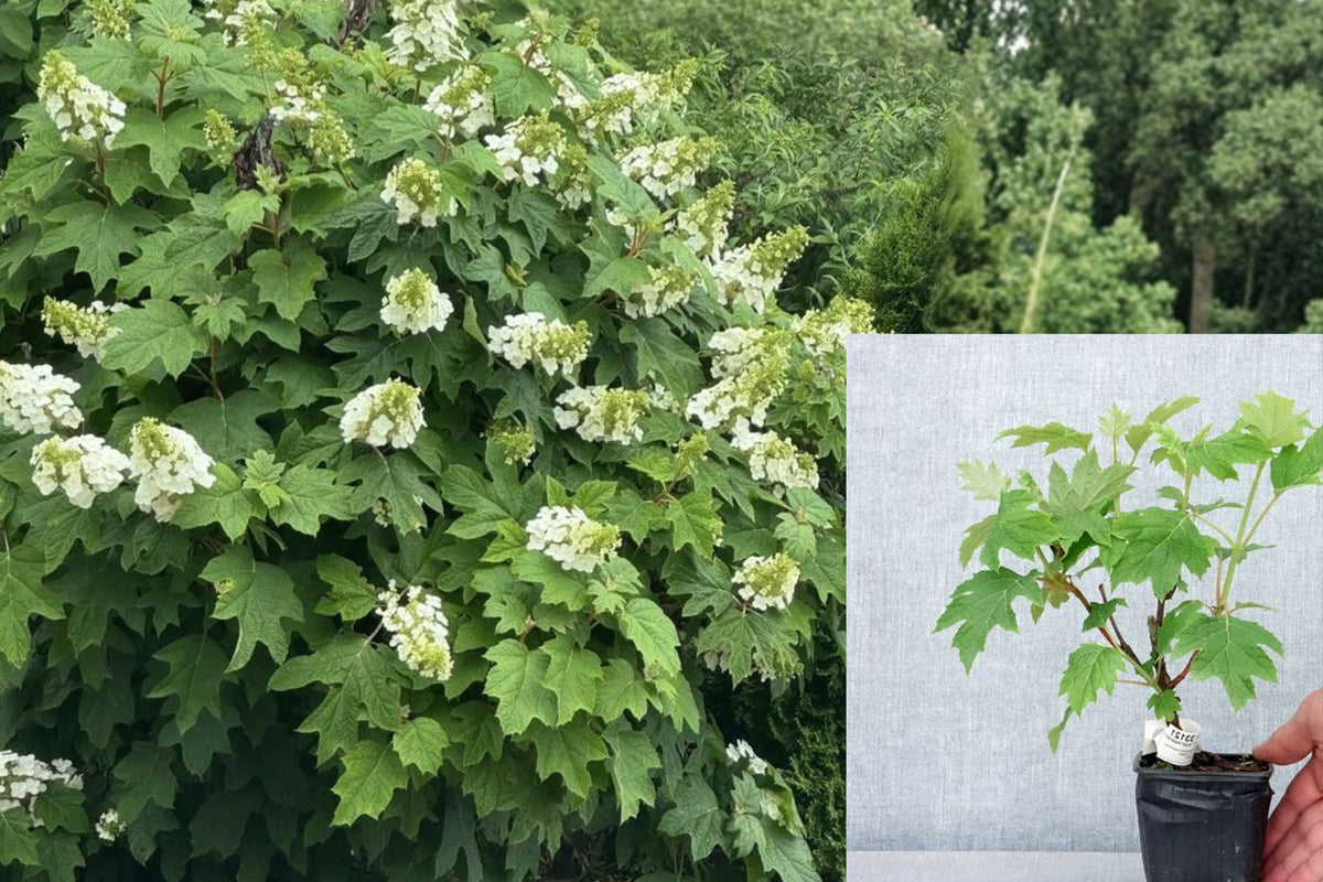 Oakleaf Hydrangea Live Plant, White to Pink Flowering Shrub Starter, Well-Rooted Hydrangea in 4 Inch Pot, 5–10 Inches Tall